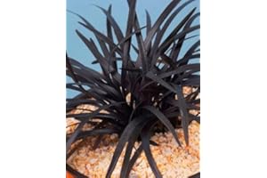 HARRO'S PFLANZENWELT Ophiopogon planiscapus" Niger" - Schwarzer Schlangenbart - Ziergräser winterhart immergrün mehrjährig -15 cm Topf