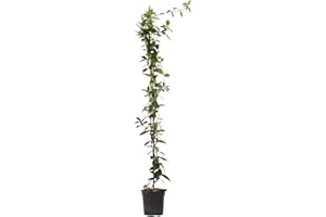 Plant in a Box - Trachelospermum jasminoides - XL Jasmin etoile grimpant - Fleurs blanc - Pot 17cm - Hauteur 110-120cm