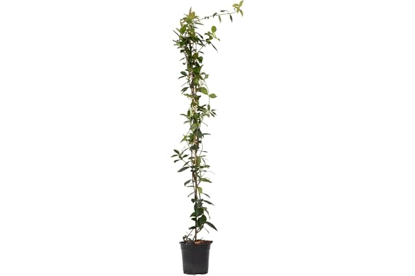 Plant in a Box - Trachelospermum jasminoides - XL Jasmin etoile grimpant - Fleurs blanc - Pot 17cm - Hauteur 110-120cm