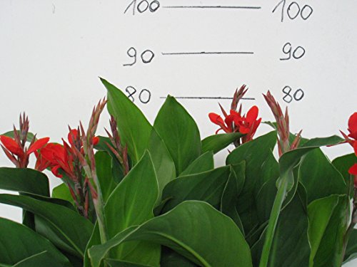 1 Pflanze Canna 40cm, /-,Blumenohr, Gartenpflanze, Kübelpflanze - 2