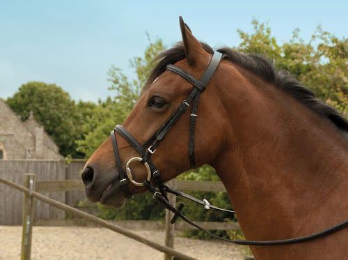 Windsor EquestrianHorses Leather Bridle  Black  Cob