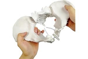 EVOTECH SCIENTIFIC Evotech Flexible Female Pelvis Model On Elastic, Life Size Female Pelvic Skeleton Model W/Bungee, Anatomy Medical Model for Science Education, Midwife in Obstetrics, Gynecology & Patent Communication