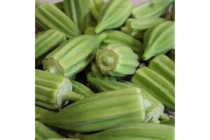 FStening 200 Pezzi Semi Di Okra Verdi Non OGM Unici L'effetto Di Piantagione Su Ampia Superficie è Buono Ampia Gamma Di Usi Aggiungi Colore Alle Verdure Del Tuo Giardino