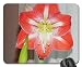 Produktbild Striped Red Amaryllis Mouse Pad, Mousepad (Flowers Mouse Pad)