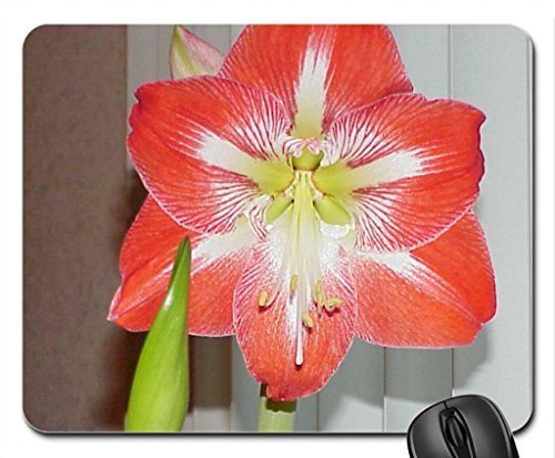 Preisvergleich Produktbild Striped Red Amaryllis Mouse Pad, Mousepad (Flowers Mouse Pad)