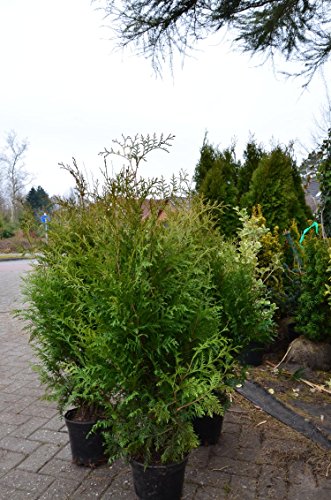 Brabant Lebensbaum Thuja occidentalis Brabant 100 – 125 cm hoch im 5 Liter Pflanzcontainer - 3