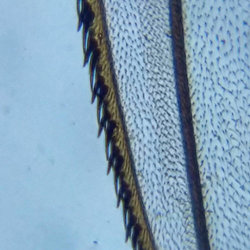 Blips Ultra Labkit - Kit da tavolo per trasformare lo smartphone in microscopio