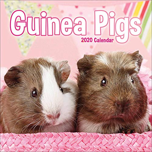 Télécharger Guinea Pigs Mini Square Wall Calendar 2020 Livre PDF Gratuit