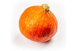 ‎QUAST MEERRETTICH Hokkaido Kürbis | Frischer Hokkaido-Kürbis - Sorte Hokkaido (1 Stück)