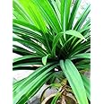 AGRO ALIVE Pandanus Amaryllifolius Plant Pandan Plant Rambha Plant Biryani leaves Plant Basmati Plant Payes plant kheer plant