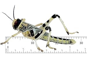 Livefood UK Live Locusts Medium/Large size 25mm to 35mm MEGA TUB of 50 Live Locusts (Reptile Livefood)