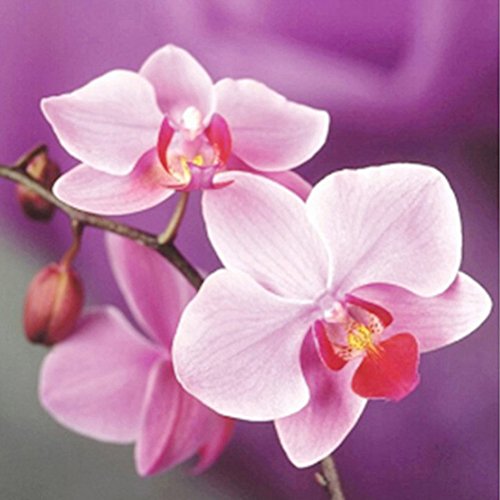 Aihome 5D-Gemälde mit Perlenbesatz, Kreustich, zum Selbermachen Moth Orchid