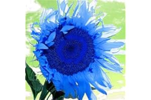 GENERIC Générique frais 50 pcs graines de tournesol pour la plantation bleu