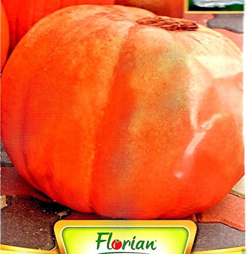 Pumpkin - Big MAX - 9 Quality Fruit Seeds - Grow Your OWN Giant Pumpkin /256