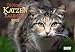 DuMonts Katzen-Kalender 2015: mit kurzweiligen Katzengeschichten by