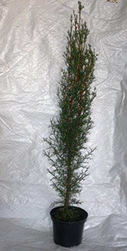 Italian Cypress, Cupressus Semperviren, Totem Pole 75 - 100 cm inc.. pot X 2