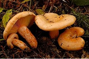Lactarius Deliciosus - Mycelium - Foresta di funghi - Coltiva i tuoi funghi!