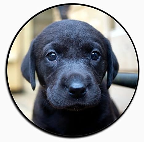 Multi-Function Mounts and Holder, Expanding Stand Pop Grip Mount Sockets for Cellphones, Smartphones and Tablets-dog-4