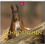 Image de EICHHÖRNCHEN - Original Stürtz-Kalender 2017 - Mittelformat-Kalender 33 x 31 cm