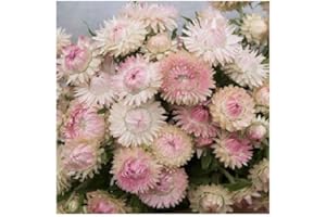 PLANTGENESIS Helichrysum 'Silvery Rose' / Xerochrysum braceatum/Everlastings/Good Cut and Dried Flowers/Seeds