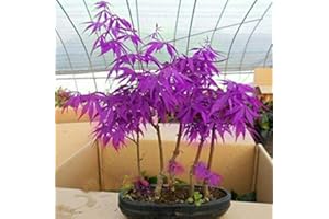 High-Q Purple Japanese Ghost Maple Bonsai Acer Seeds Rare Unusual Stunning Garden Plant (10 seeds)