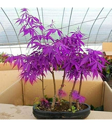 melograno bonsai Dwarf Pomegranate Bonsai main image 0