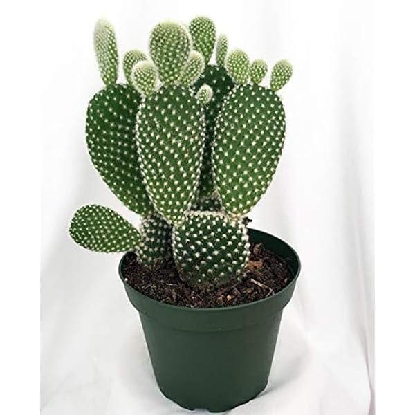 Zygo-Cactus (Christmas Cactus) Live Plant, Orange Blooms Air