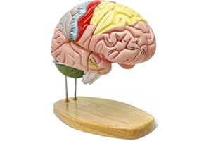 EVOTECH SCIENTIFIC 2022 Newest Human Brain Model for Neuroscience Teaching with Labels 2 Times Life Size Anatomy Model for Learning Science Classroom Study Display Medical Model,9 Colors to Identify Brain Functions