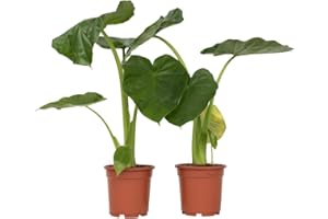 Plant in a Box - Alocasia macrorrhiza - Set de 2 - Oreja de elefante - Maceta 17cm - Altura 60-70cm - Planta de interior - plantas verdes