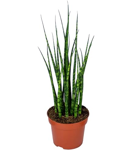 snake plant tree 6 Inch Snake Plant Sansevieria Laurentii - Live Air Purifying Houseplant