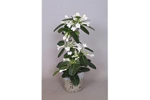 CAMBRIDGE BEE Evergreen Jasmine Plant - Stephanotis Floribunda Fragrant Wedding Flowers Climbing houseplant in 12cm Pot