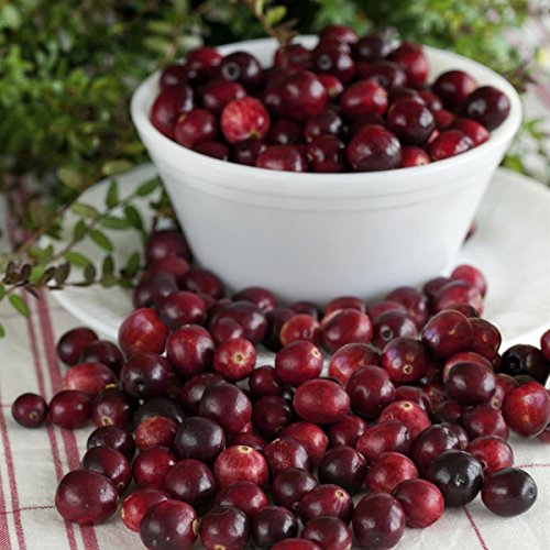 Cranberry (Moosbeere), 3 Pflanzen - 3