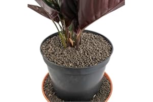 AP SUPPLIES Grade 1mm-4mm Clay Pebbles, Hydroton or LECA-Lightweight Expanded Clay Aggregate, Heated Clay - used in hydroponic systems, aquaponics, and as a growing medium for plants. (3L 1MM-4MM)