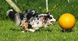 30 cm norrun® Ferkelball: großer Spielball für Ferkel # Antistreß #
