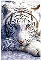 1art1 32057 Poster F&eacute;lins Tigre Blanc 91 x 61 cm