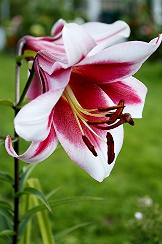 Lilium Friso Weiß Pink 5 / 10 Blumenzwiebeln Wuchshöhe ca. bis 100 cm (10)