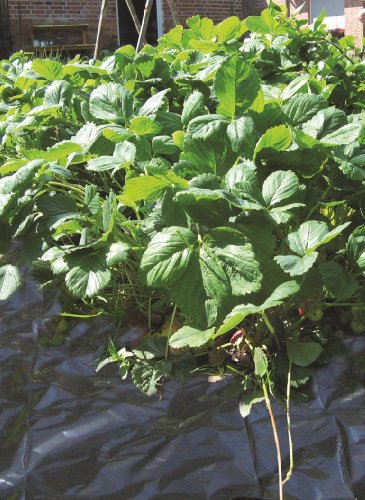 Connex Beet-Folie 10 x 1,2 m schwarz, FLOR80260 - 3