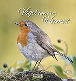 Vögel unserer Heimat (PK) 234219 2019: Aufstellbarer Postkartenkalender mit Bildern von Vögeln in der Natur der Heimat. Tisch- und Wandkalender. by