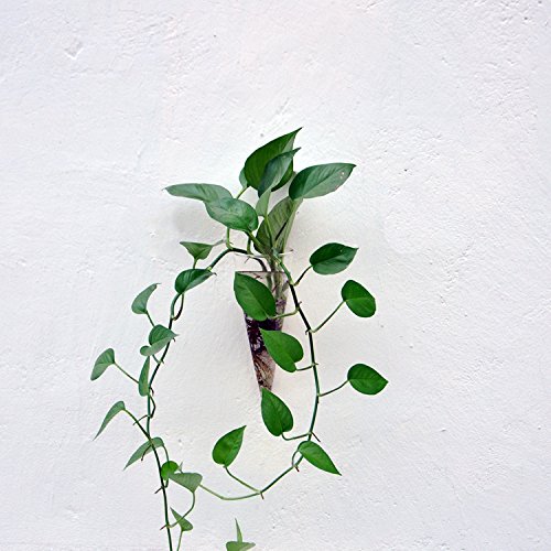 Gazechimp Klare Konusglas Wand Hängen Glasvase Blumenvase Pflanzen Flasche Wand Dekoration - 4