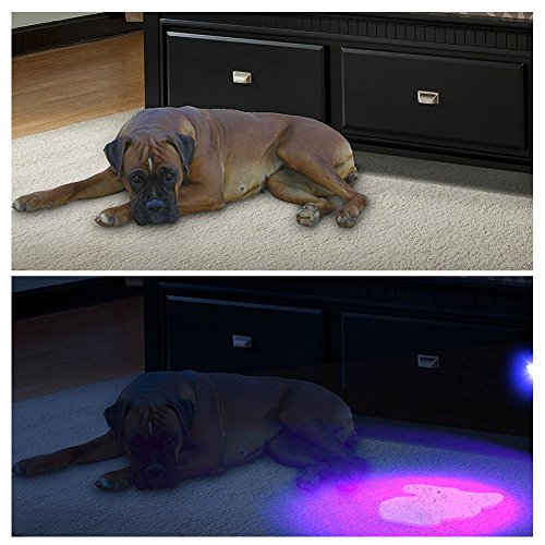 LEDGLE LED UV-Taschenlampe,UV-Beast/Pet/Urin-Finder,Fleck Detektor, schwarze Taschenlampe, 100 LED Perlen, mit Lanyard - 5