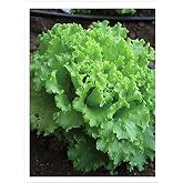 AGRODAL TARIM Horse Seed Local Lettuce Tangle 1000 Seeds