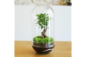 KOKEDAMAS LUCCIANA Terrario Plantas Cristal - Cúpula con Ficus Ginseng | Jardin Eterno en Cristal o Ecosistema Cerrado | Ideal para Decoración Hogar | Terrarios Autónomos | Grande | Medidas: 38 x 19 cm