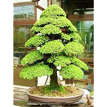 PlenTree Heilige der japanischen Zeder - 10 Stck Seas Bonsai : Amazon.de:  Garten