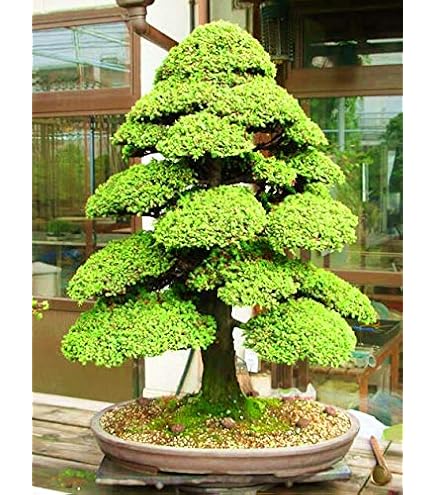 bonsai brands Bonsai Growing Kit – Complete Set with Seeds, Pots & Tools (4 Varieties)
