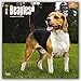 Beagles 2016 - 18-Monatskalender mit freier DogDays-App: Original BrownTrout-Kalender [Mehrsprachig] [Kalender] (Wall-Kalender) by 