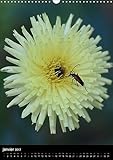 Image de Belles, Belles, Belles, Comme Le Jour 2017: Quelles Sont Belles Les Fleurs Sauvages
