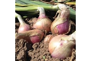 HENSITA Unusual Rare French Heirloom Heritage KERAVEL Rose DE ROSCOFF Onion 100 Seeds. Certified French Organic Grower