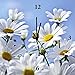 Produktbild Artland Wand-Uhr Digital-Druck Leinwand auf Holz-Rahmen gespannt mit Motiv Monia Blumen - Margeriten Botanik Blumen Margerite Fotografie Weiß 30 x 30 x 2,8 cm