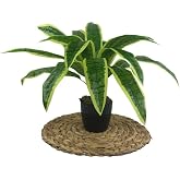 Nettenevime Yapay &Ccedil;i&ccedil;ek Masengena Sansevieria 12 Dal 40 * 50cm Salon &Ccedil;i&ccedil;eği Plastik Siyah Saksılı Yapay Bitki