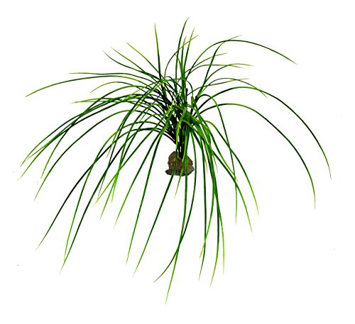 Preisvergleich Produktbild Lucky Reptile IF-66 Congo Gras